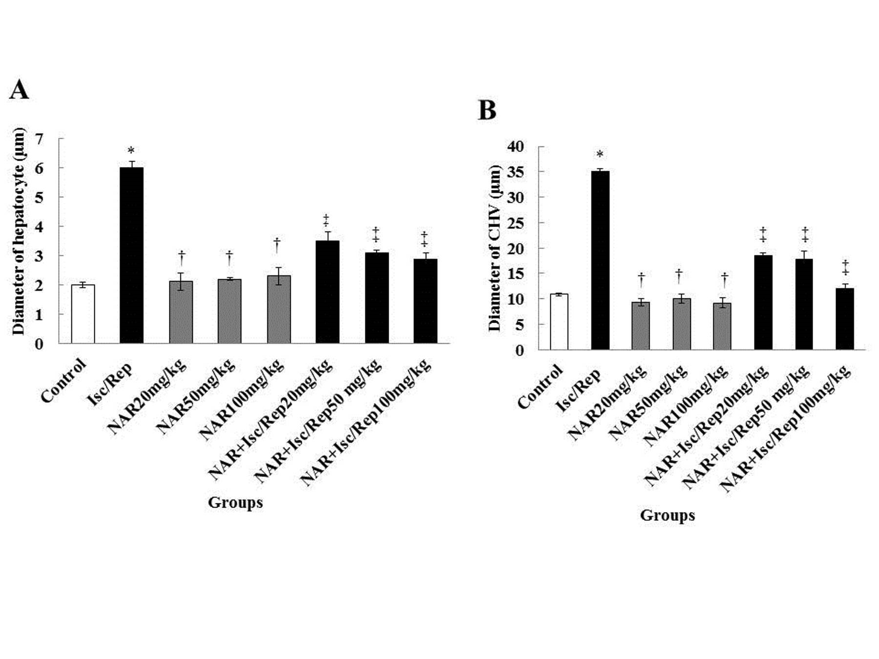Figure 1. Effect of Isc/R and NAR administration on the diameter of hepatocytes (A), and central hepatic vein (B). *Significant differences between the diameters of hepatocytes and central hepatic vein with the control group (P<0.05). †Significant differences, compared to the Isc/R group (P<0.05). ‡Significant differences, compared to the Isc/R group (P<0.05). CHV: central hepatic vein, NAR: naringenin, Isc/Rep: ischemia-reperfusion