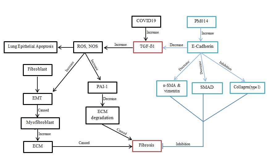 Figure 1. A standardized herbal extract PM014 by suppressing the TGF-β1 pathway, ameliorates COVID-19-induced pulmonary fibrosis.COVID-19 can cause the increased production of TGF-β1, which consequently leads to the activation of both ROS and NOS and causes lung epithelial apoptosis as well as the activation of EMT. Subsequently, these processes convers fibroblast to Myofibroblast and increase the production of ECM, leading to lung fibrosis. In addition, COVID-19 induction increases in TGF-β1, and ROS and NOS lead to the increased PAI-1. Accordingly, this causes the decreased ECM degradation and one of the consequences of this phenomenon is lung fibrosis. On the other hand, PM014, as a standardized herbal extract, can possibly cause the activation of E-cadherin protein, resulting in the inactivation of TGF-β1 pathway and a reduction in formation lung fibrosis after COVID-19 infection. Besides, PM014 could inhibit three main proteins, including alpha-SMA/Vimentin, SMAD, and Collagen (type-1), which are involved in lung epithelia cell. As a result of this inhibition, these proteins directly inhibit the occurrences of lung fibrosis after COVID-19 infection. TGF-β1: transforming growth factor (TFG)-ß1; EMT: epithelial-mesenchymal transmission; ROS: reactive Oxygen Species; NOS: Nitrogen Oxygen Species; ECM: extracellular matrix; and PAI-1: profibrogenic mediator inducing-1.  