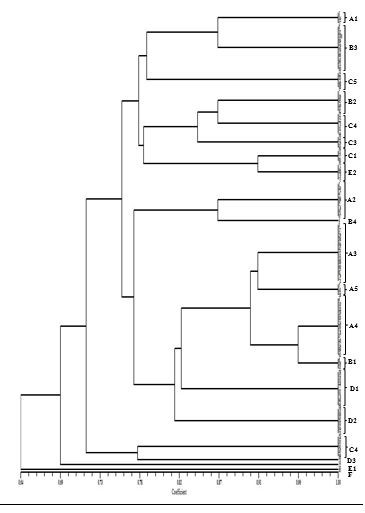 Figure 1. Dendrogram of enterobacterial repetitive intergenic consensus–polymerase chain reaction (ERIC–PCR) of A. baumannii isolates. Scale represents percentages of similarity.